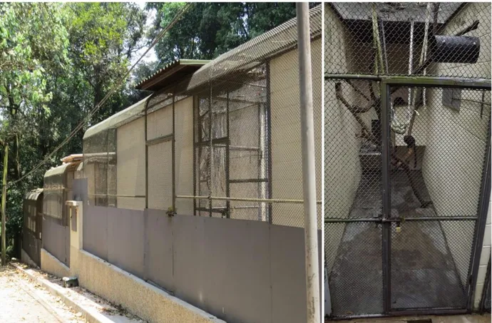 Figura 6:  Anexo  extra (micário) onde  estão instalados os recintos dos micos-leões  no Parque  Zoológico  de  São Paulo