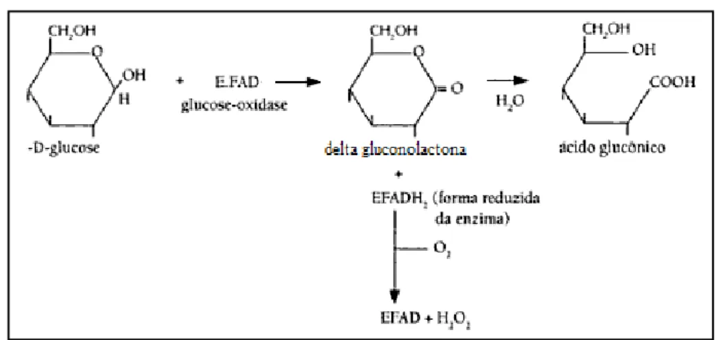 Figura 2.1. Reações envolvidas no mecanismo catalítico da GOD.