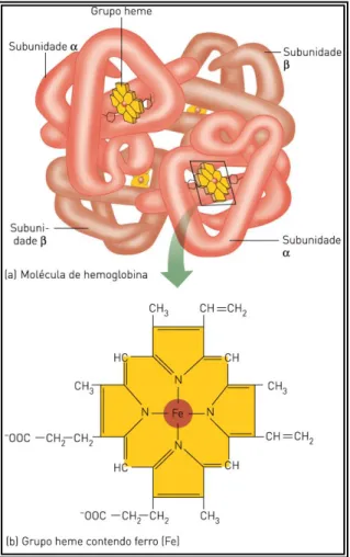 Figura 1 - Representação da estrutura da hemoglobina, apresentando suas quatro cadeias polipeptídicas  (globinas), cada cadeia ligada a um grupo heme (MOYES e SCHULTE, 2010)