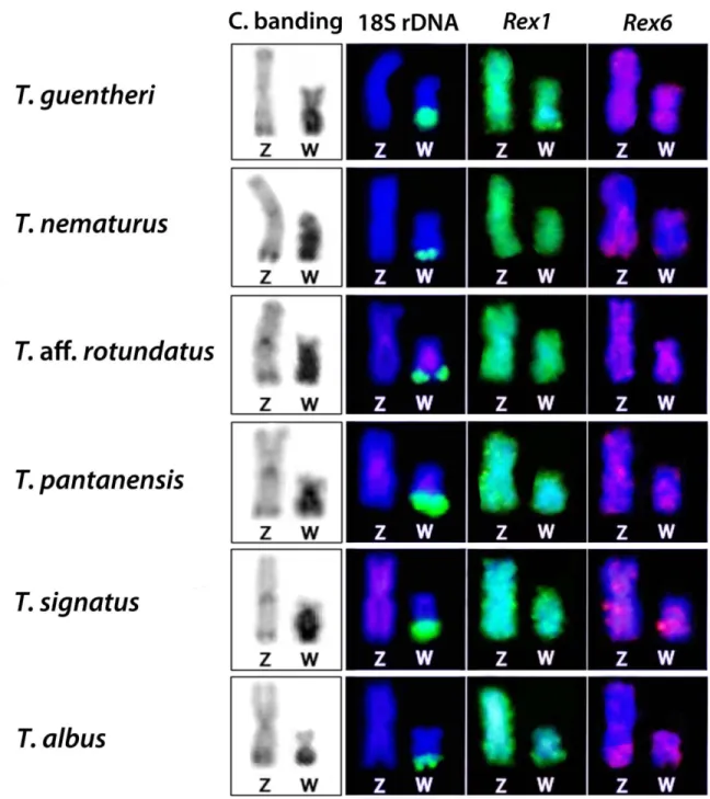 Figure  3.  C-banding  and  distribution  of  repetitive  DNA  sequences  on  the  Z  and  W 1 