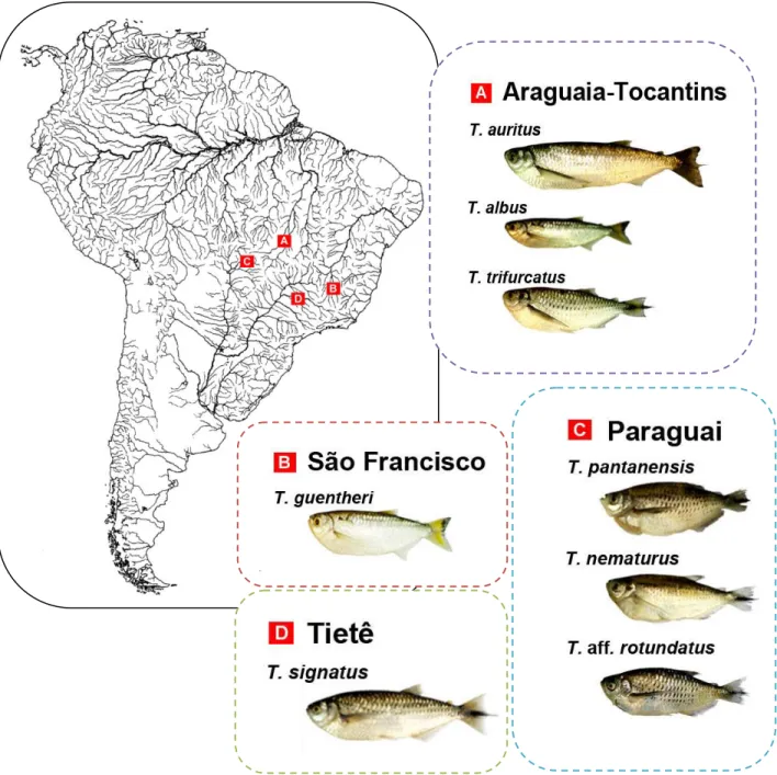 Figura  1.    Mapa  do  Brasil  evidenciando  a  procedência  dos  espécimes  de  oito  espécies  de 1 