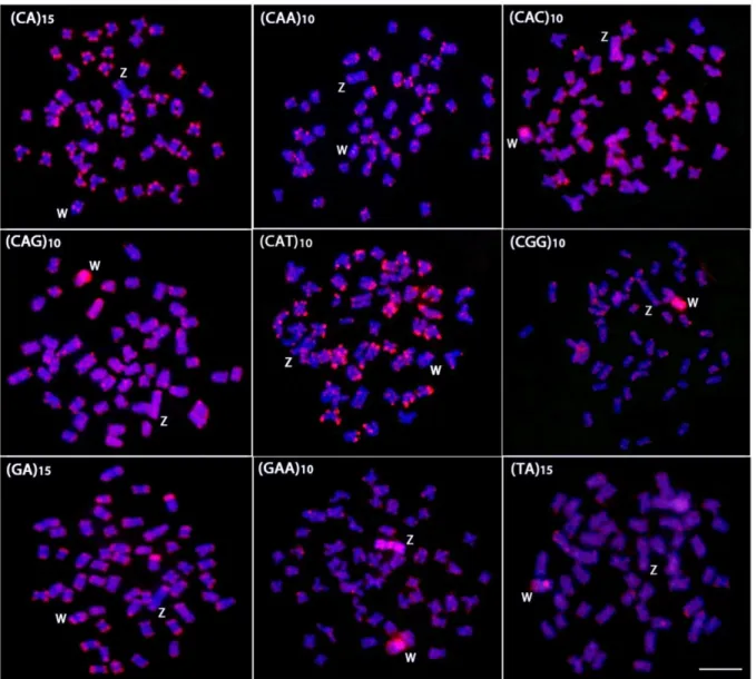 Figure  2. Mitotic  metaphase  chromosomes  of Triportheus  trifurcatus female  hybridized  with 1 