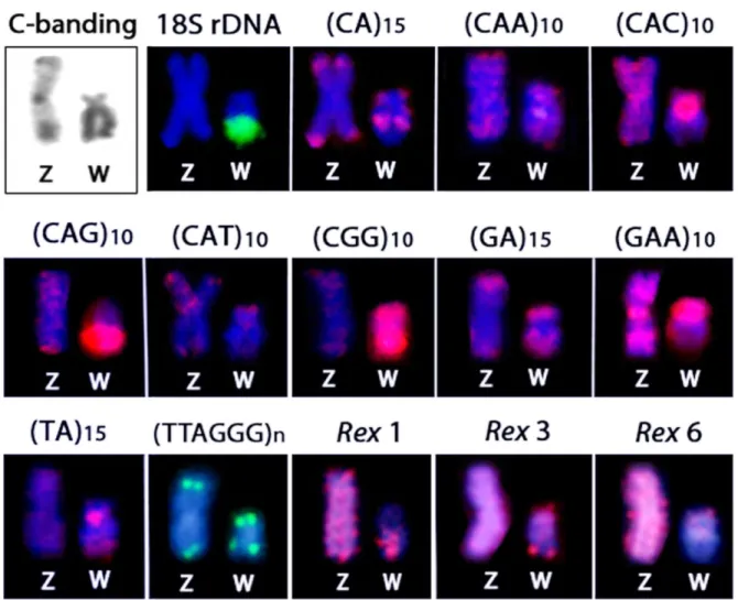 Figure 5. C-banding and the repetitive DNA distribution between the Z and W chromosomes 1 