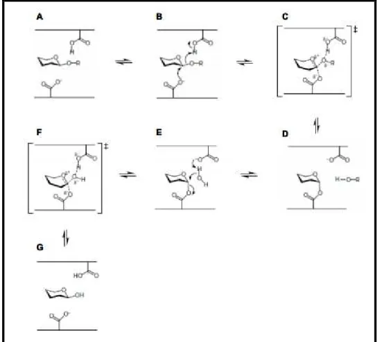 Figura 6 - Mecanismo catalítico proposto para β-glicosidases (Baseado em WHITE &amp; ROSE, 1997; 