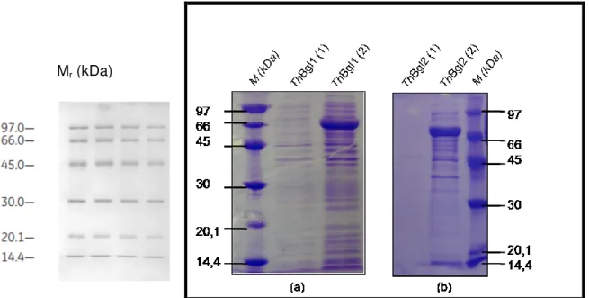 Figura 14 - SDS-PAGE com resultado da expressão das β-glicosidases (a) ThBgl1 e (b) ThBgl2