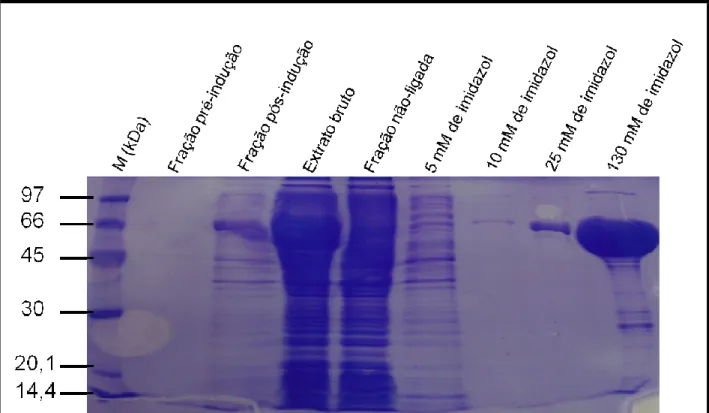 Figura 15 - SDS-PAGE - cromatografia de afinidade para a proteína ThBgl1, mostrando as lavagens  (tampão com 5,10 e 25 mM de imidazol) e a correspondente eluição (tampão com 130 mM de 