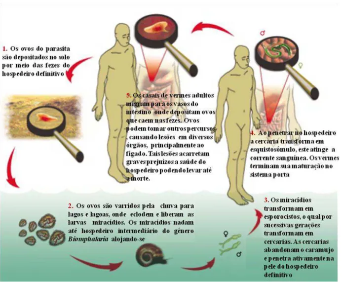 Figura 1 – Esquema do ciclo de vida do Schistosoma mansoni  
