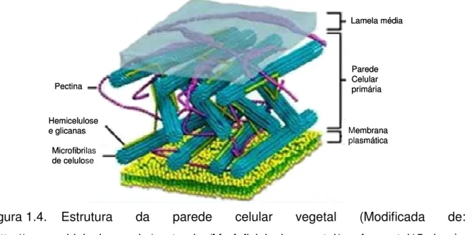 Figura 1.4.  Estrutura  da  parede  celular  vegetal  (Modificada  de: 