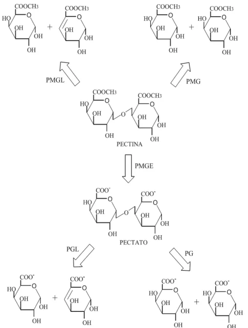 Figura 1.7. Modo de ação enzimática das pectinases. PMGL: polimetilgalacturonato  liase; PMG: polimetilgalacturonase; PMGE: polimetilgalacturonato esterase (pectina  esterase);  PGL:  poligalacturonato  liase  (pectato  liase);  PG:  poligalacturonase  (UE