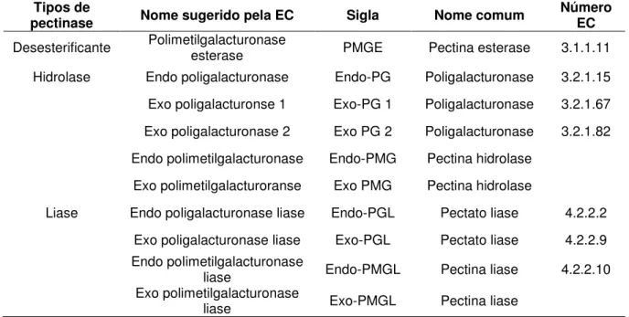 Tabela 1.1. Classificação das enzimas pécticas (UENOJO &amp; PASTORE, 2007). 