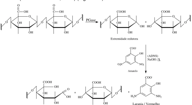 Figura 4.1. Representação simplificada da reação de hidrólise da cadeia principal de  ácido poligalacturônico e seus produtos de degradação na reação com ADNS