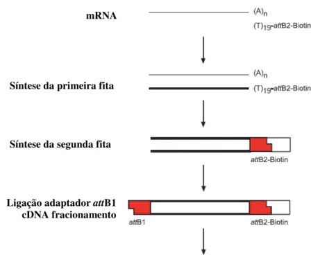 Figura  4.2.  Resumo  do  processo  de  síntese  de  cDNA  do  Kit  CloneMiner™  cDNA  Library Construction (Invitrogen)