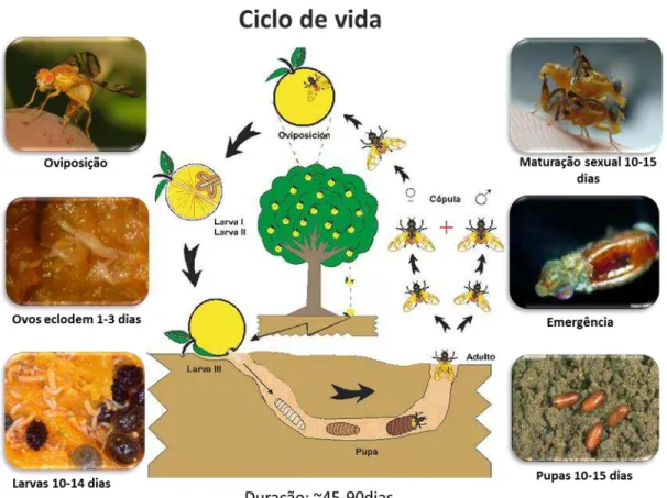 Figura 1. Ciclo de vida de moscas-das-frutas do gênero Anastrepha. 