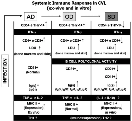 Fig. 2. Clinical statusversus cellular and humoral immune response proﬁle in the peripheral blood, bone marrow and skin from dogs naturally infected by L.