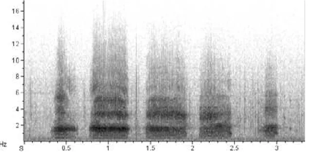 Figure 3. Spectrogram of Ahh-ahh-ahh call of Little Blue heron, Egretta caerulea, recorded  along interactions in a mud bank in Cananéia estuarine system, southeastern Brazil.