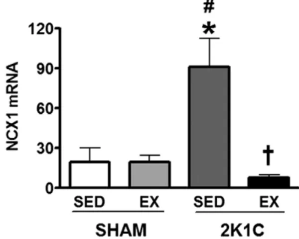 Fig. 11. NCX1 mRNA expression levels in sedentary rats and rats subjected to exercise training