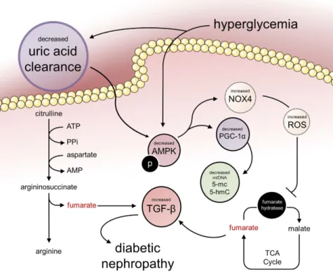 Figure 5.  Hyperglycemia triggers a kidney fibrogenic pathway that remains altered after the restoration  of normal glycemia depending on the previous period of hyperglycemia experienced by the animal