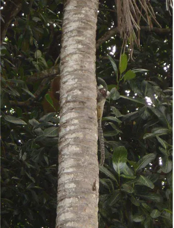 Figura 12 - Imagens do grupo de Callithrix jacchus estudado em Nísia Floresta RN  