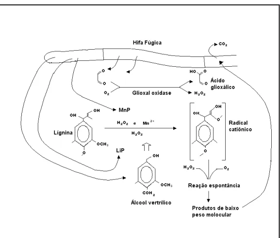 FIGURA 5 - Esquema geral do processo de degradação da lignina por 