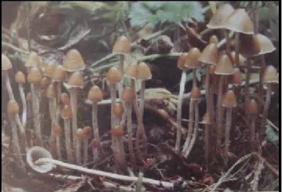 FIGURA 6 – Basidiocarpos de Psilocybe castanella 