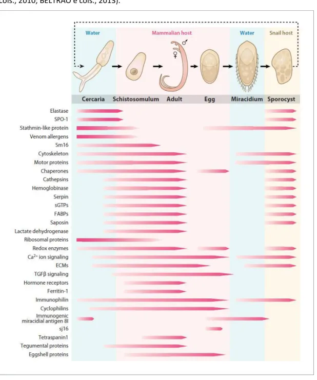 Figura 03: Resumo de alguns genes e proteínas estágio-específicas associadas ao desenvolvimento ou  ao gênero de S