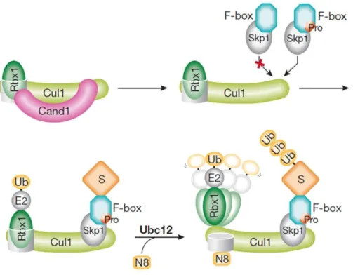 Figura  10:  Montagem  e  ativação  do  complexo  ubiquitina  E3  ligase  SCF.  O  resíduo  prolina  (Pro)  conservado  na  sequência  de  F-box  dita  a  montagem  de  SCF