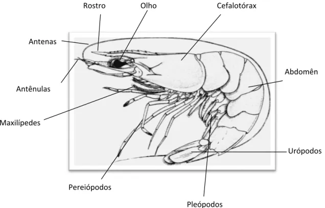 Figura 06 ± Anatomia externa de F. subtilis 