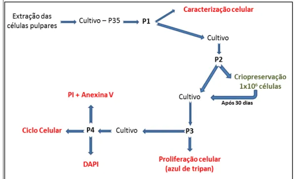 Figura  1.  Desenho  experimental.  P35  –  placa  com  35  mm  de  diâmetro;  P1  –  primeiro  subcultivo; P2  – segundo subcultivo; P3 – terceiro subcultivo; P4 – quarto subcultivo