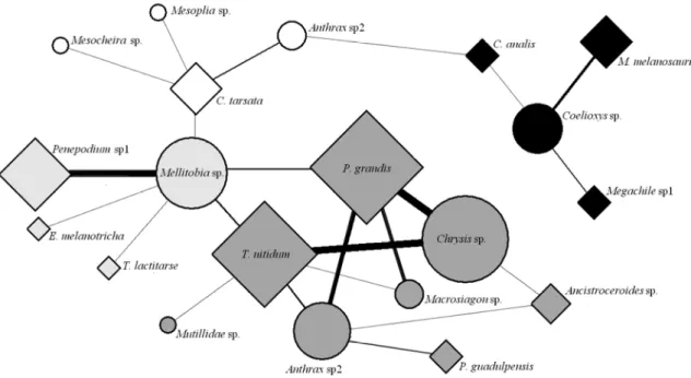 Figure 8: Network of interactions between parasites and their hosts. The squares represent the hosts and  the circles represent parasites, forms sizes is related to the  number of interactions that each species and  thickness  of  the  lines  represents  t