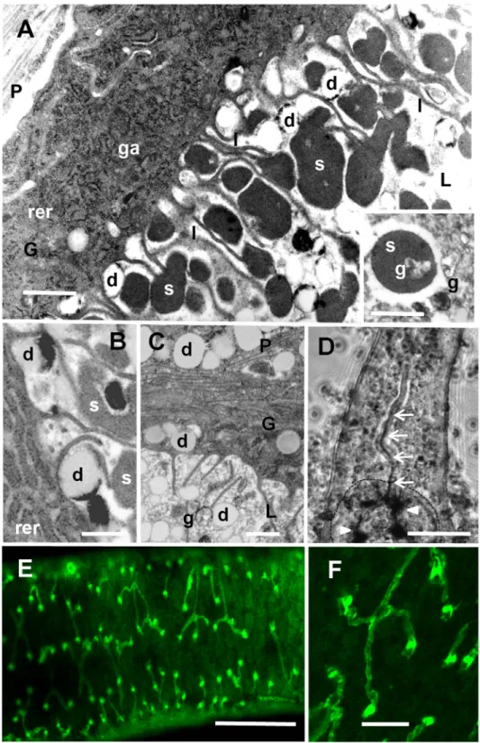 Figure 3. The gut and protonephridia. A. Transmission electron micrograph of the gut epithelium of an S