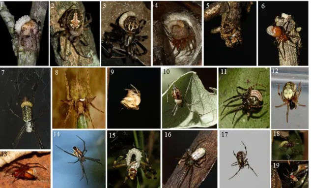 Figura  2.  Interações  entre  aranhas  e  vespas  do  grupo  Polysphincta  (  Hymenoptera,  Ichneumonidae,  Pimplinae)  registradas  atualmente  no  Brasil,  mais  especificamente  na  região da Serra do Japi, Jundiaí, São Paulo, Brasil