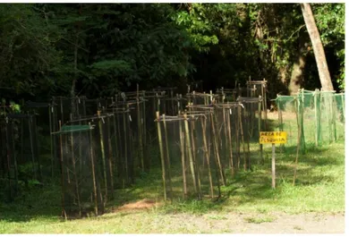 Figura 1. Gaiolas construídas com bambu onde foram mantidas as aranhas, na  área da Reserva Biológica da Serra do Japi, Jundiaí, SP, Brasil