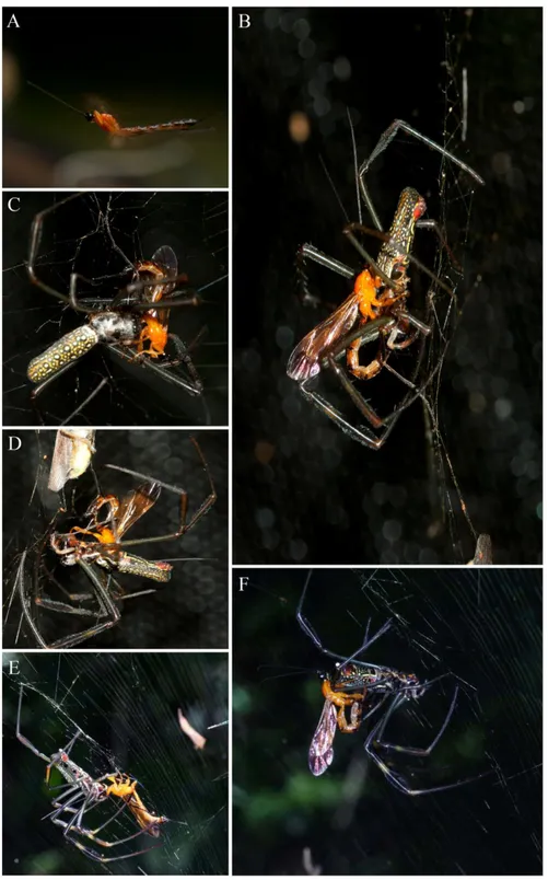 Figura  2.  A)  Hymenoepimecis  bicolor  voando  antes  do  ataque;  B)  Ataque  da  vespa  com  o  ovipositor  na  boca  da  aranha;  C)  Ovipositor  inserido  na  base  da  coxa  da  perna  I;  D)  Ovipositor  inserido  na  base  das  quelíceras;  E)  Ve