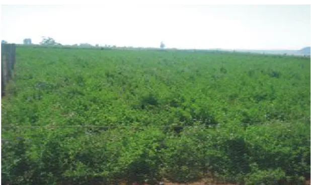 Figura 1. Vista do campo experimental de alfafa onde foram realizadas as coletas. 