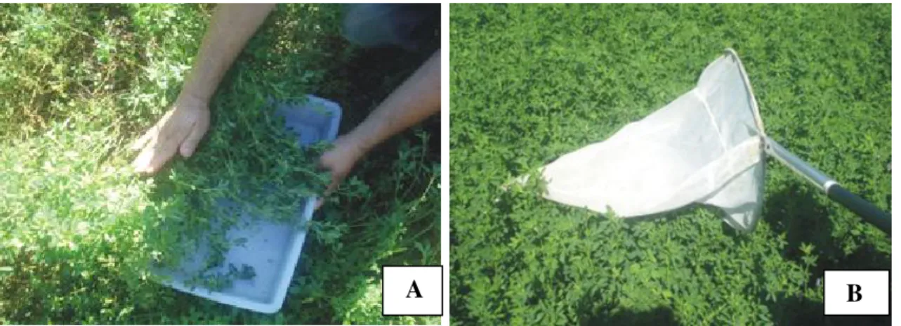 Figura 4. A) Captura de afídeos e predadores em cultura de alfafa com a utilização de bandejas e B) redes  entomológicas para captura de predadores, na Embrapa–CPPSE, São Carlos, SP 