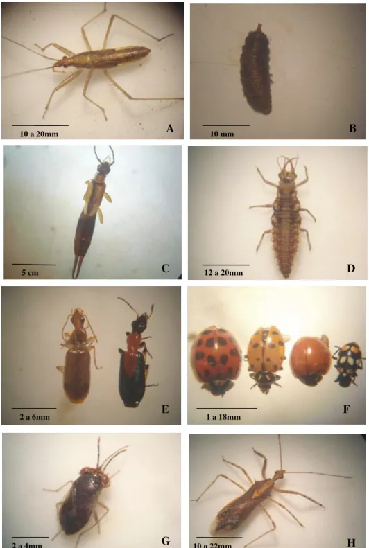 Figura  6.    Imagens  de  alguns  dos  predadores  coletados  em  cultura  de  alfafa  (Embrapa,  CPPSE-  São  Carlos,  SP