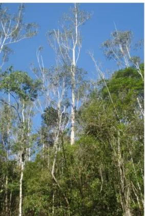 Figura 7. Área de antigo plantio de Eucaliptus spp., área de sucessão secundária, Núcleo Santa Virgínia, Parque  Estadual Serra do Mar.