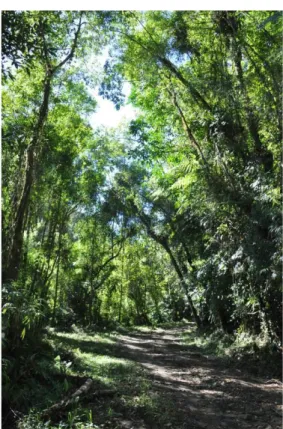 Figura 9. Trilha do Rio Ipiranga, área conservada do Núcleo Santa Virgínia, Parque Estadual da Serra do Mar