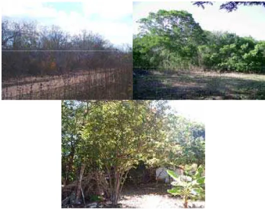 Figura 2. Área de uso do grupo na Floresta Nacional de Assu. Ambiente de caatinga em cima  (esquerda – período seco; direita – período chuvoso) e de pomar embaixo