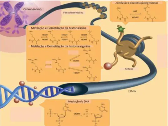 FIGURA 3.1 - Esquema adaptado de reações que ocorrem com as histonas na  célula (CHERBLANC et al., 2012)