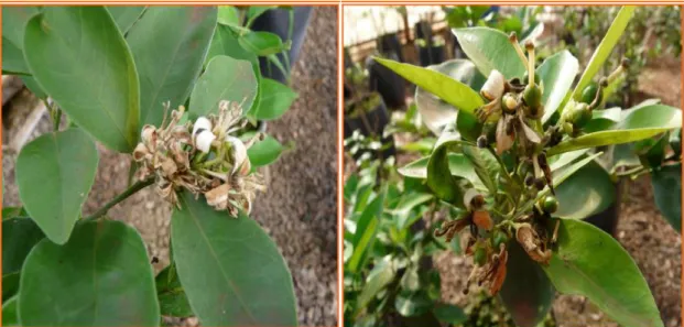 FIGURA 1.1 - Sintomas da Podridão Floral dos Citros em pétalas de Citrus  sinensis (CINTRA, 2009)