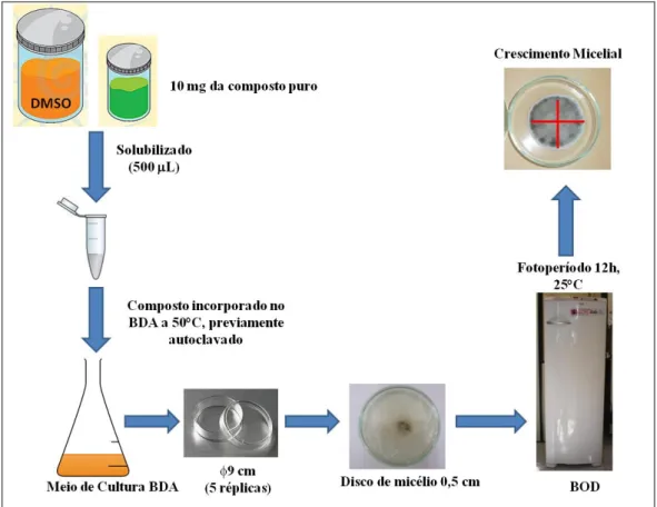 FIGURA 3.11- Metodologia de ensaio de inibição in vitro frente ao crescimento  micelial