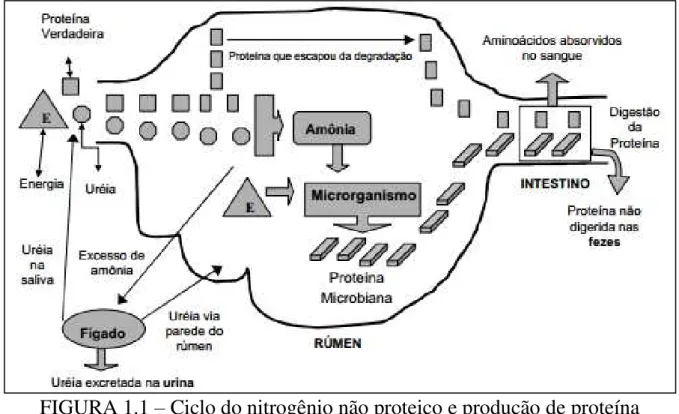 FIGURA 1.1 – Ciclo do nitrogênio não proteico e produção de proteína  microbiana no rúmen