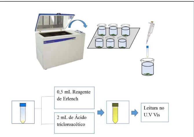 FIGURA  3.2  –   Esquema  ilustrativo  do  teste  de  liberação  em  meio  aquoso  realizado em Incubadora refrigerada