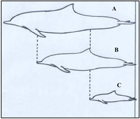 Figura 05: Determinação da faixa etária do boto-cinza de acordo com o tamanho  proporcional do corpo dos indivíduos
