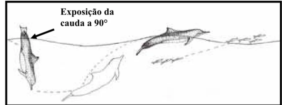 Figura 11. Ilustração do comportamento de mergulho do boto-cinza, durante o forrageio  com exposição da cauda a 90° para perseguir o cardume
