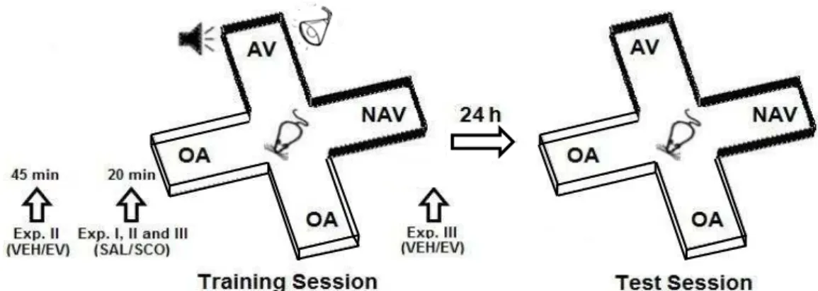 Figure 1. Schematic diagram of the behavioral task and experiments I, II and III. VEH, oil vehicle; SAL, 