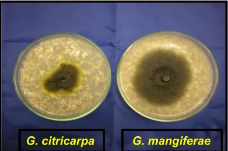 Figura 3.1 - Diferentes respostas dos fungos da espécies  Guignardia  crescidos em meio de AA