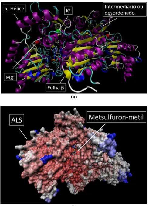 FIGURA 10  –  Modelagem molecular da ligação específica entre a enzima ALS e o herbicida  metsulfuron-metil.(a) representação tipo-enovelamento de um dímero da enzima ALS, com o  respectivo  herbicida  interagindo  no  sítio  ativo  (b)  representação  (su