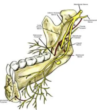 Figura nº 4  –  Representação esquemática do nervo mandibular e dos seus ramos. Podem ser vistas  algumas variações como ramos adicionais do IAN, a comunicação entre o nervo milo-hioide e o nervo 